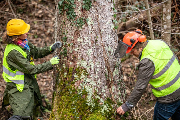 How Our Tree Care Process Works  in  Glenwood, GA